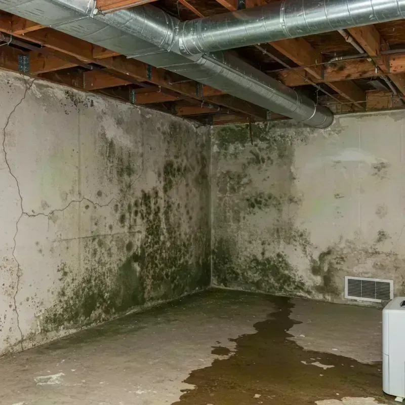 Professional Mold Removal in Teutopolis, IL